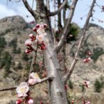 Dia Mirza Instagram - I could never stop wondering how magical the apricot blossoms were as they would arrive so magically after the snow had started to melt... #Kaafir #TravelWithDee #FlashBackFriday #OneIndiaStories #Himachal #IncredibleIndia Kalpa, Himachal Pradesh