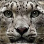 Dia Mirza Instagram - One snow leopard is killed every day. Today only 4,000-7,500 individuals remain. To make sure they will #runwild in the future, join me and race against a real wild snow leopard! The campaign kicks off on 23 October. #VanishingTreasures #WildforLife Link in Bio 👆🏼