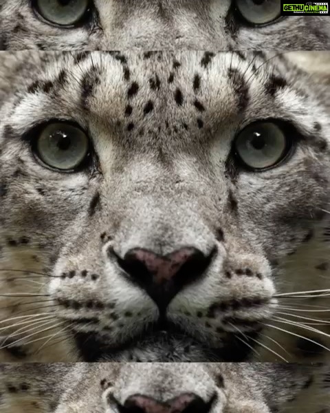 Dia Mirza Instagram - One snow leopard is killed every day. Today only 4,000-7,500 individuals remain. To make sure they will #runwild in the future, join me and race against a real wild snow leopard! The campaign kicks off on 23 October. #VanishingTreasures #WildforLife Link in Bio ππΌ