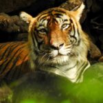 Dia Mirza Instagram - Meet Kumbha! One of our most magnificent #Tigers of #RanthamboreNationalPark. Kumbha was resting in the water through a very humid monsoon morning. The rains have been eluding our forests and Tigers need to cool off too! He was oblivious to the attention he was getting from all the curious people gathered 10 feet away from him... he seemed to know why we were there... this image is shot by me. Learning #WildLife photography 💚🌳🐯💧 #TravelWithDee #IntoTheWild #SeekNature #WildForLife #ForeverWild #BetterWithForests #Water #WeAreAllConnected #NaturesLense #GlobalGoals #SDGs