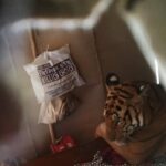 Dia Mirza Instagram - This #Tiger did not have a Billion choices. But our rescue team working relentlessly, selflessly, risking their lives each day to ensure they give #WildlIfe safe passage back to the wild ensure they have a choice. “Flood waters bring in the most unlikely guests. This time it was a tiger at a house in Harmouti in the Kohora range, relaxing on a bed. The IFAW-WTI- Assam Forest Department teams initially considered tranquilising the tiger but finally decided to give it a safe passage without much intervention. The tiger was spotted next to the highway at 8:30 am, moving from the park, just 200 m away, most probably on its way to higher reaches in the Karbi hills about 500 m across the National highway. Probably disturbed, he jumped across the wall of a scrap garage and took refuge in the dark room of a house. There is a roadside eating joint located across the house and the highway divides this stretch. It has to traverse this stretch of the road and eating joint to reach the forested hills behind. The team waited patiently for sundown to give it a safe passage out of the house. The AssamForest Department is working round the clock with NGOs #IFAW- #WTI to ensure the safety of humans and animals in the wake of floods and receding waters that is throwing such unprecedented challenges each day.” This situation is also a strong statement on highways and settlements blocking the animals' #RightOfPassage!