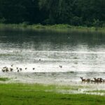 Dia Mirza Instagram - The eastern corner of #India has been hit by floods. As landscapes get inundated and animals run for survival, they often get caught in conflict when they run into human habitations and suffer injuries due to various other anthropogenic causes.  In situations like these and multiple other threats faced by wildlife on a regular basis, Wildlife Trust of India (WTI) provides immediate short term grants as “Rapid Action Projects” (RAP) to help animals in distress. The @wildlifetrustofindia team involved draws from its vast and varied experience of having worked in emergencies like the cyclones across the eastern coast of India, floods throughout the country and even during the raging 2004 Tsunami, tending to over 13000 cases till date and the many conservation projects we run across the country. We work towards ensuring them to be safe in wild the wild.  With the recent deluge, we have already begun receiving calls for protection of wildlife and they will increase over the next few days, given the continued rains. The time is NOW to step up and as required respond to wildlife threats. Can you help with your support to our Rapid Action Projects, Today? To make your contribution click on the link in my stories. #AssamFloods #Kaziranga #WildLifeRescue #ForeverWild #WildForLife #RightOfPassage #LifeOnEarth #SDGs @vivek4wild @action4ifaw @unenvironment @undpinindia @unsdgadvocates @lisaerolls