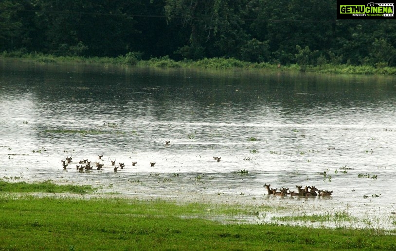 Dia Mirza Instagram - The eastern corner of #India has been hit by floods. As landscapes get inundated and animals run for survival, they often get caught in conflict when they run into human habitations and suffer injuries due to various other anthropogenic causes. In situations like these and multiple other threats faced by wildlife on a regular basis, Wildlife Trust of India (WTI) provides immediate short term grants as “Rapid Action Projects” (RAP) to help animals in distress. The @wildlifetrustofindia team involved draws from its vast and varied experience of having worked in emergencies like the cyclones across the eastern coast of India, floods throughout the country and even during the raging 2004 Tsunami, tending to over 13000 cases till date and the many conservation projects we run across the country. We work towards ensuring them to be safe in wild the wild. With the recent deluge, we have already begun receiving calls for protection of wildlife and they will increase over the next few days, given the continued rains. The time is NOW to step up and as required respond to wildlife threats. Can you help with your support to our Rapid Action Projects, Today? To make your contribution click on the link in my stories. #AssamFloods #Kaziranga #WildLifeRescue #ForeverWild #WildForLife #RightOfPassage #LifeOnEarth #SDGs @vivek4wild @action4ifaw @unenvironment @undpinindia @unsdgadvocates @lisaerolls