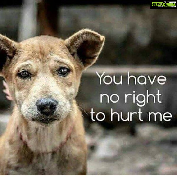 Disha Patani Instagram - #stopanimalabuse 😞😞