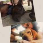 Disha Patani Instagram – My two lovers alex and bruno ❤️❤️❤️❤️ #dogsaremybestfriends ❤️🌺