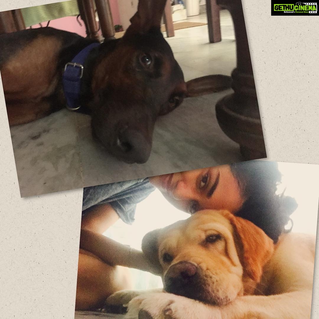 Disha Patani Instagram - My two lovers alex and bruno ❤️❤️❤️❤️ #dogsaremybestfriends ❤️🌺