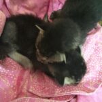 Disha Patani Instagram - Found these two amazing kittens on the street , someone left them by the side of the road on some egg tray !! They are really young, just born babies! Friends if anyone is interested to adopt these kittens please dm me! They are in mumbai, please dm only if you live in mumbai! Please show your love🎀🎀 and give them a new life!🌺🌺 help these young babies!