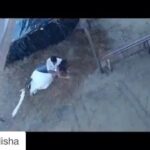 Disha Patani Instagram - #jiyajale part2 #loafer song promo to hear the whole track please follow the link 😊 http://youtu.be/1jZSxH7rWPY #toabhmanagement @sangeetasikdarbhatia @toabhmanagement @varunkatochtoabh