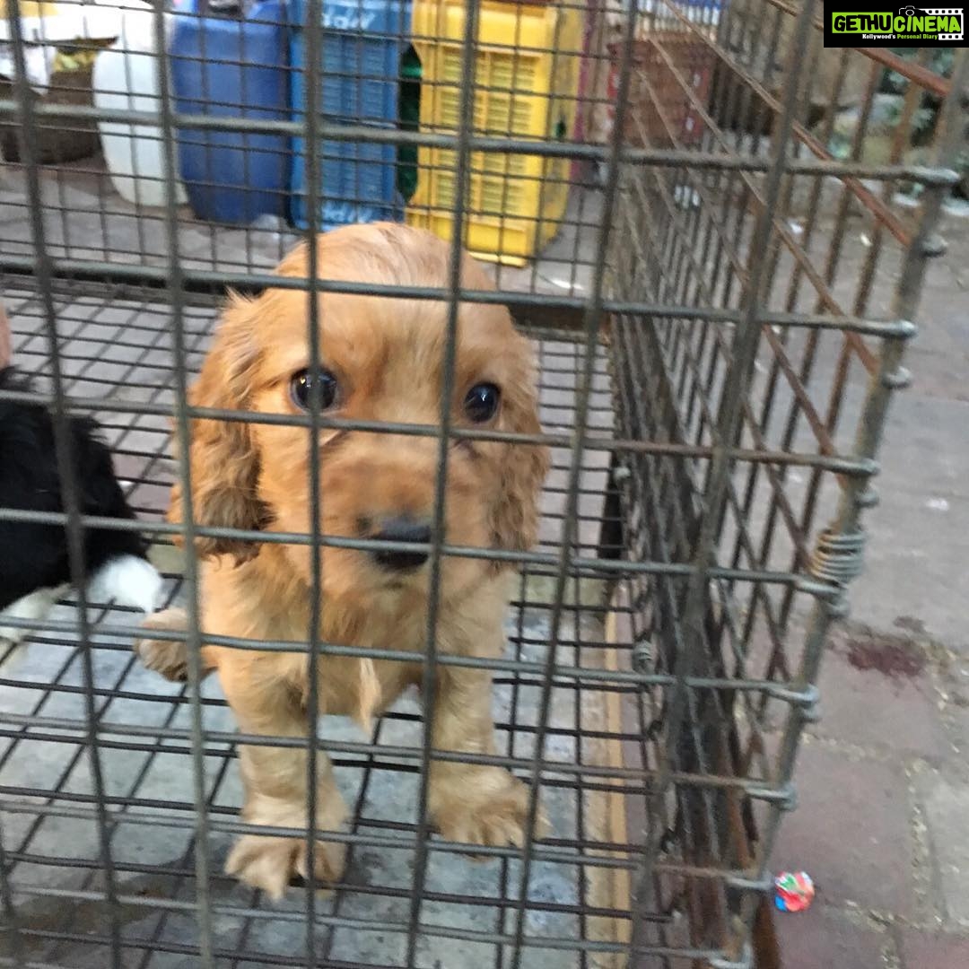 Disha Patani Instagram - Poor dog ππππ i found this picture somewhere, felt so bad looking at his face! i hope one day humans act like humans !!! Stop treating them like toys they are not supposed to be sell or bought , let them live freely!