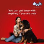 Disha Patani Instagram - Furry companions are the BEST! Here are a bunch of things I learnt from them, especially finishing nutritious and tasty meals from @droolsindia . #DroolsIndia #FeedRealFeedClean #Ad #sponsorship
