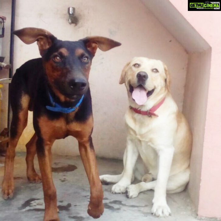 Disha Patani Instagram - Mere do anmol ratan!! They remind me of jurrasic world dinosaurs 😂 bruno as the man eater (carnivorous) alex as the plant eater (although he eats everything he sees on it's way) miss you my babyzzzz ❤️❤️😍😍 can't believe they are grown up boys now! 😊😘