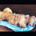 Disha Patani Instagram - My sexy jerru. Video by @thenitinmirani 😂😂😂😂 poor jerry! 😜🌺🐰 ❤️❤️❤️❤️ @sangeetasikdarbhatia @toaney