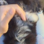 Disha Patani Instagram - The cutest thing on this planet "tux" @purijagannadh @atrayee777 #cave 😍😍
