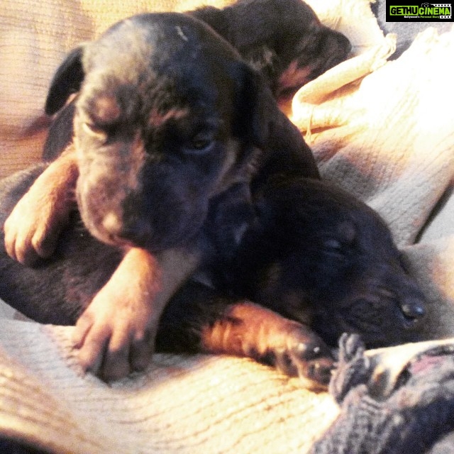 Disha Patani Instagram - The new member of my family 😍😍😍😍 welcome bruno 😘😘😘😘