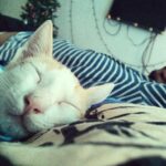 Disha Patani Instagram - My cutie sleeping 😊😊 cocoo 😊😊