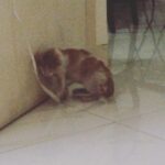 Disha Patani Instagram - #Kitty#foundonstreet#sick#hope#survival#newmemberofthefamily#playing#adorable#godgift#willkeephersafe#always #😍😍😍