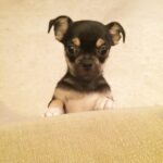 Disha Patani Instagram - My gabbuuu #love him #tiny #naughty #pet love 😍😍😍😍 #cute