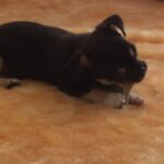 Disha Patani Instagram - Gabbar playing with bone #adorable #pet love 😍😍