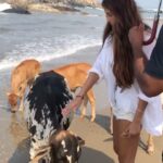 Disha Patani Instagram - First time seeing some cows on the beach, just got excited 🤪 #malang❤️