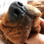 Disha Patani Instagram - 🐶 just wanna say 👋🏼