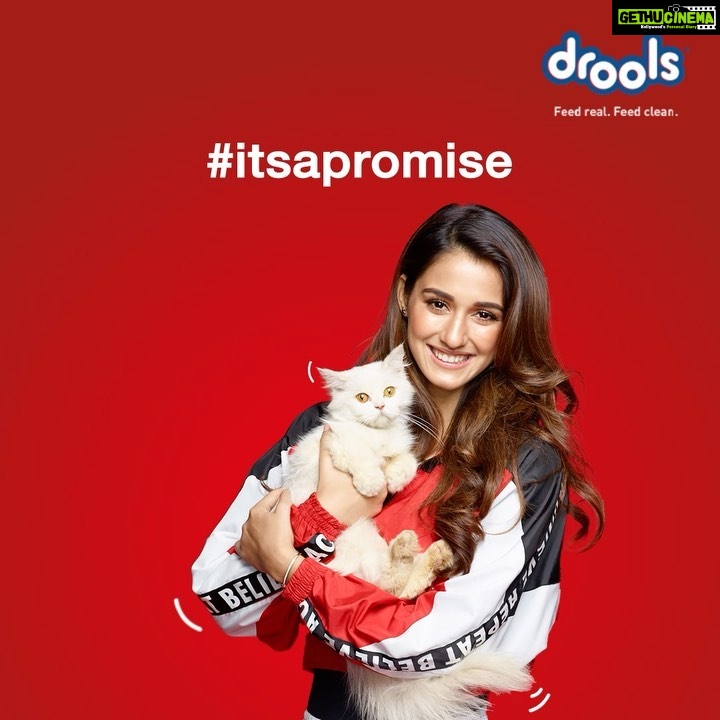 Disha Patani Instagram - #ItsAPromise to gift our pawed friends a safe Diwali 😻🐶 Join me in spreading this message. Share it on your story and tag @droolsindia 🙏 Wish you all a Happy Diwali! ✨ #Drools #FeedRealFeedClean #HappyDiwali #Ad #Sponsored