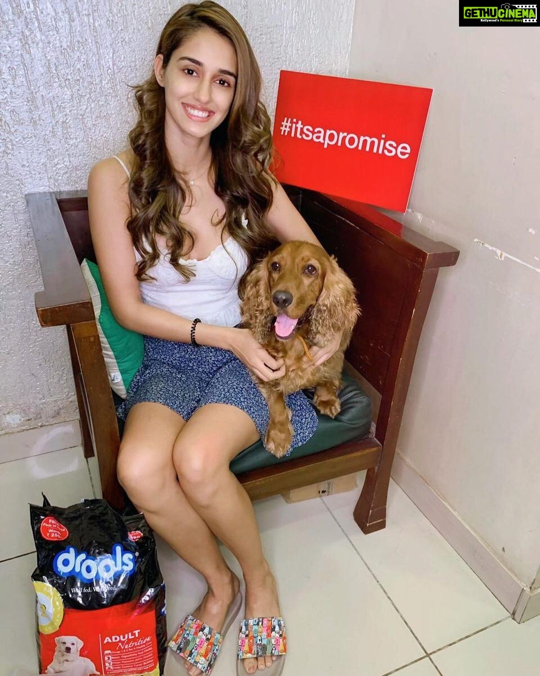 Disha Patani Instagram - #ItsAPromise to gift our pawed friends a safe Diwali 😻🐶 Join me in spreading this message. Share it on your story and tag @droolsindia 🙏 Wish you all a Happy Diwali! ✨ #Drools #FeedRealFeedClean #HappyDiwali #Ad #Sponsored