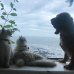 Disha Patani Instagram - 🐈🐈🐕☘️ @bellajasminegokukeety