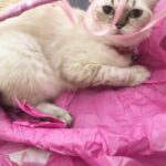 Disha Patani Instagram - Kitty in the basket🌸🌸
