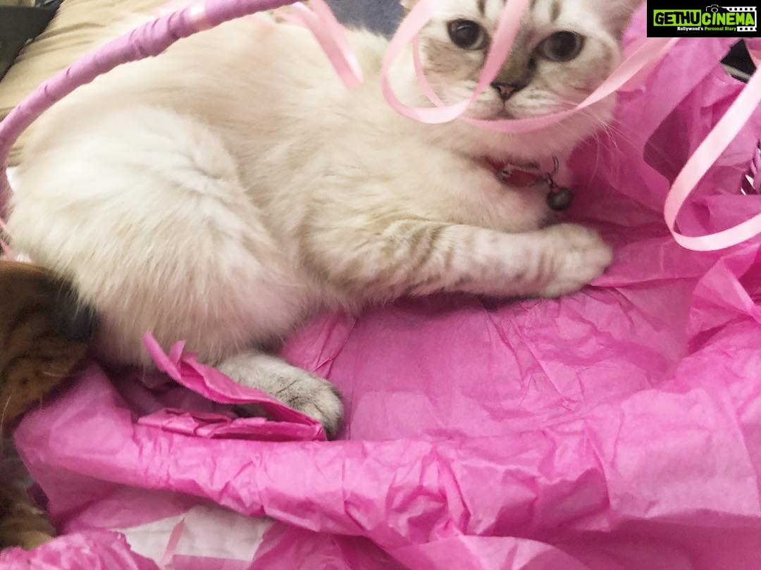 Disha Patani Instagram - Kitty in the basket🌸🌸