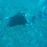 Disha Patani Instagram – Cant believe that i was so close to this beautiful manta ray😍 love these beautiful creatures, thank you god for this beautiful earth 🤗🤗❤️