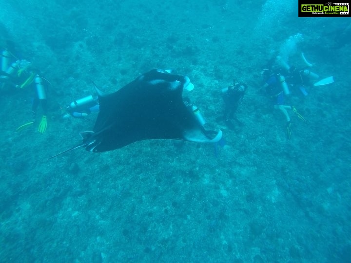Disha Patani Instagram - Cant believe that i was so close to this beautiful manta ray😍 love these beautiful creatures, thank you god for this beautiful earth 🤗🤗❤️
