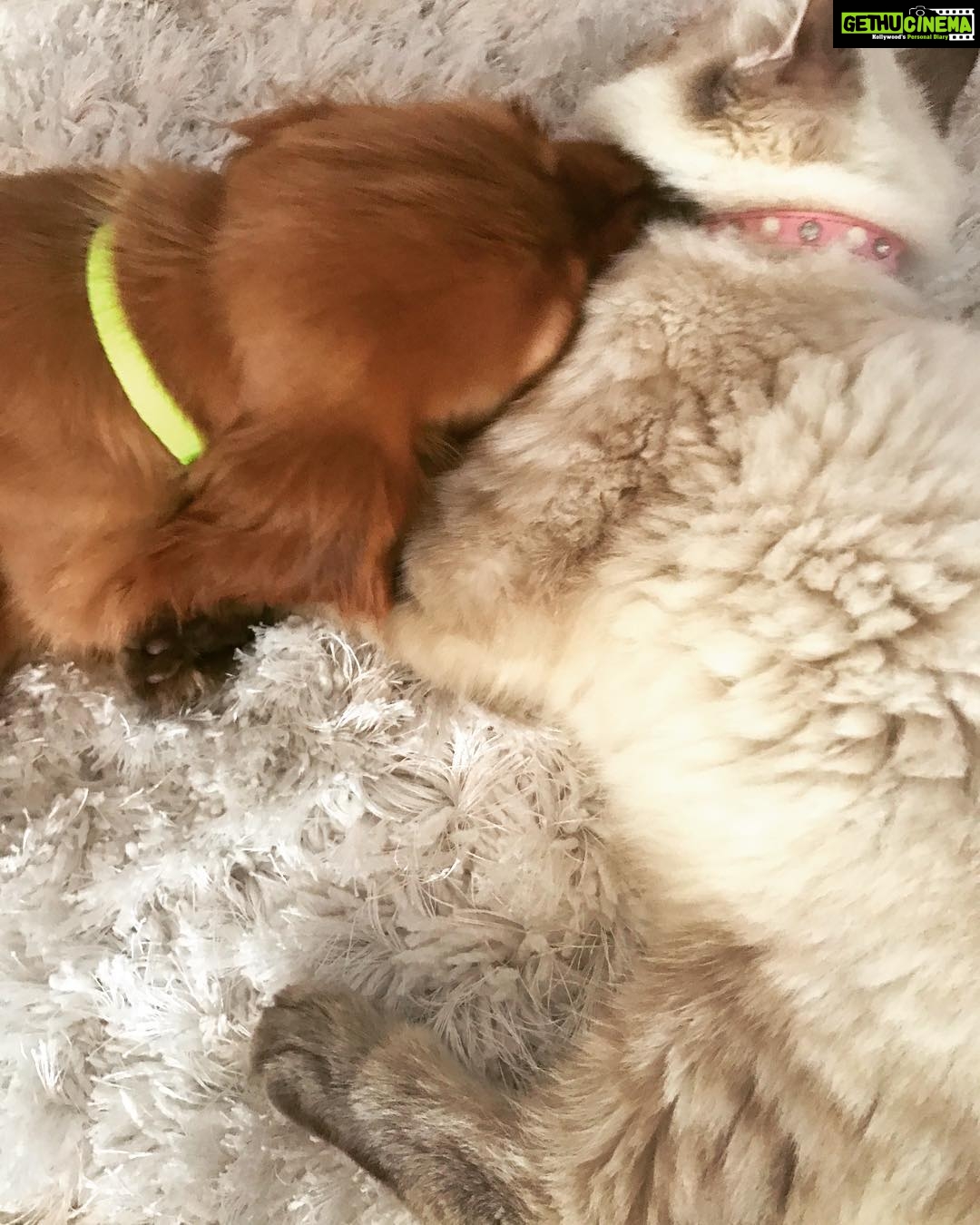 Disha Patani Instagram - My two little babies❤️❤️🐶🐱 who said cats and dogs can't be friends ❤️❤️ #bella#jasmine ❤️❤️🌸