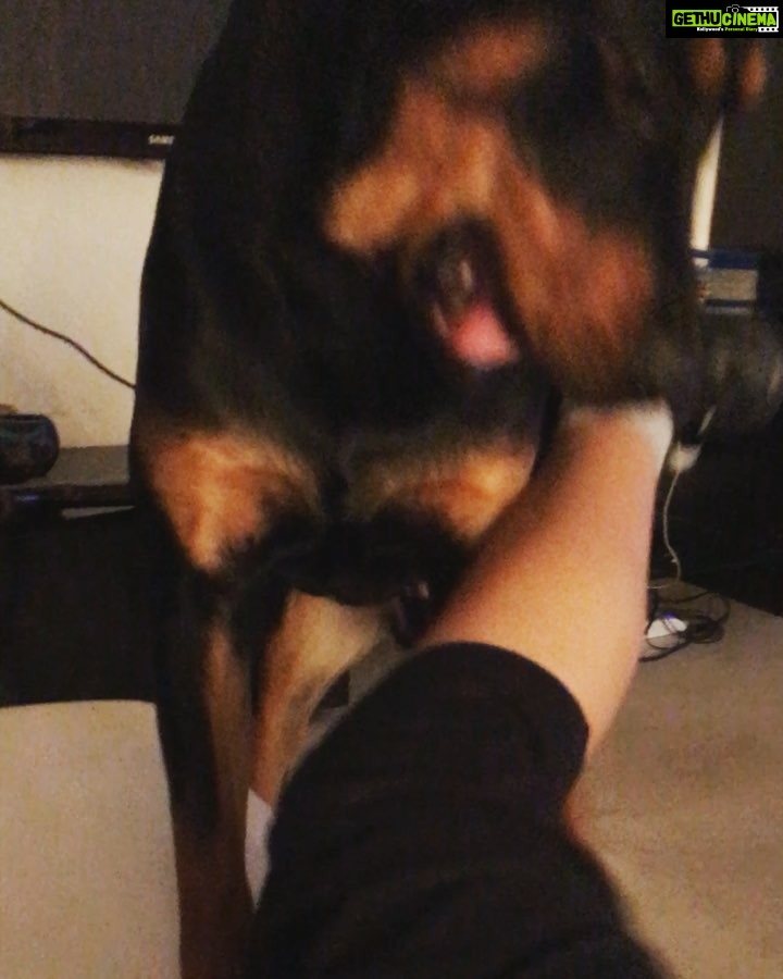 Disha Patani Instagram - Sooo cute 😂😂❤️❤️ @sanja_s24 telling her baby "you are just a dog" 😂😂😂😂😂😂😂