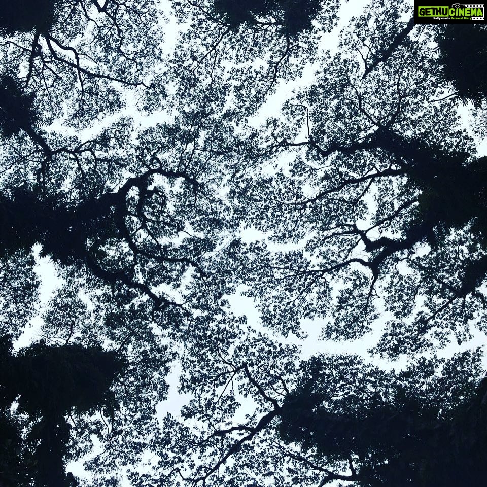 Dulquer Salmaan Instagram - Raintree lovin !!! #raintrees #getmefuzzy #patternsinnature #lookupsometimes #crownshyness