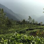 Dulquer Salmaan Instagram - Something about tea gardens ! #teacountry #somewhereovertherainbow #mist #dew