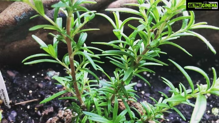 Genelia D'Souza Instagram - “Every moment of everyone’s life PLANTS something new” I started growing a couple of years ago.. and the joy of seeing the seed grow into a plant gave me a sense of Hope.. I realised that a garden is where my happiness is.. Mine is really small and a lot grown by my kids.. it’s so beautiful to see the little ones you gave life to..giving life to their own little plants.. Start small but start at your home and I promise you it will make your world a better place.. #worldenvironmentday