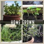 Genelia D'Souza Instagram - My little homegrown garden... #plant #herbs #organic #meansomuchtome #cantwaittogrowmore