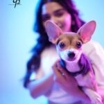 Gouri G Kishan Instagram - Would you look at this squishball 🥺🤍 #cuddlezzzzz with Kidu, the Chihuahua 🥰 he even has an Instagram handle guys, how cool is that. 🐶 - @kidustories Stylist : @asaniya_nazrin Photographer : @Richard_Antony_ Makeup and Hair : @_femy_antony_ Outfit : @nymicouture Studio : @maxxocreative Retouch: @ajmaltorres