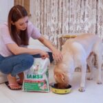 Hansika Motwani Instagram - You know what my doggo responds to- 'Who's excited to gobble on yummy nom noms?' He says- I AMS!   He loves @iams_india proactive health for Labrador Retriever because it gives him all the nutrition and keeps him healthy, active and energetic. Additionally, it keeps his weight in check ✅. And I love it because it makes me a happy pet parent!   Get tailored dog food  specially for their breed only from @iams_india.   #ad #dogfood #dog #dogsofinstagram #dogs #petfood #petshop #doglovers #dogtreats #doglover #doglife #dogstagram #pets #instadog #dogoftheday #petsofinstagram #healthydogfood #petshoponline #healthydog #petsupplies
