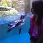 Hansika Motwani Instagram – Kissing the #penguin #awwww❤️❤️❤️ #cute #adorable 💋💋💋💋🐧