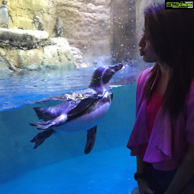 Hansika Motwani Instagram - Kissing the #penguin #awwww❤️❤️❤️ #cute #adorable 💋💋💋💋🐧
