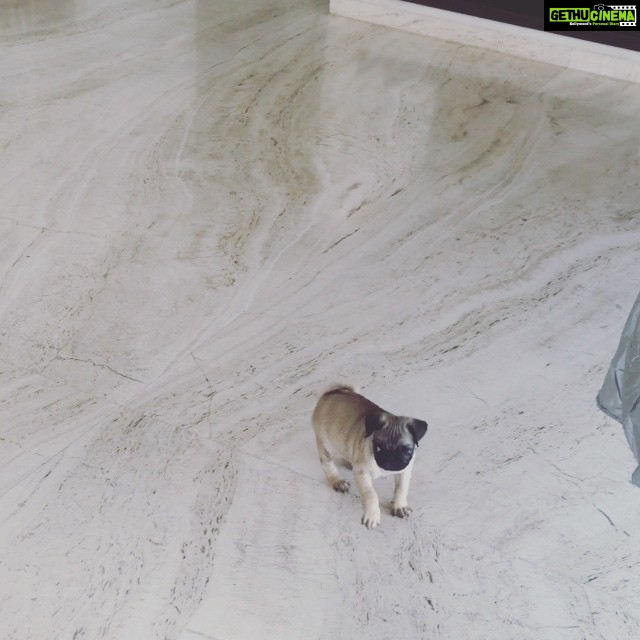 Hansika Motwani Instagram - Introducing #Brandymalhotra #adorable #hyper #pug 💕🐶 @ritumadhok7