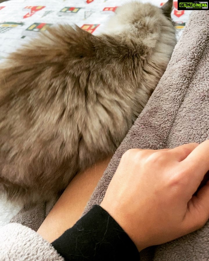 Ileana D'Cruz Instagram - Anyone knows that when a cat does this you aren’t allowed to move again until they do 🥺♥️ #tb