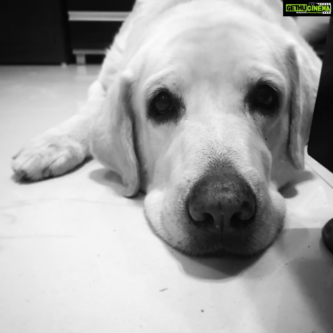 Ileana D'Cruz Instagram - You were taken too soon my brave beautiful baby 💔 I will miss you so so much, for always....