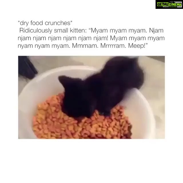 Ileana D'Cruz Instagram - How I eat when I’m hangry 😺😼