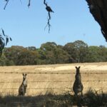 Ileana D’Cruz Instagram – I think I interrupted date night 
#gottaloveaustralia #kangaroospotting #aussieadventures #nofilterneeded