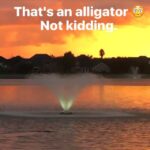 Ileana D'Cruz Instagram - I saw this dude casually floating around the fountain 😳🐊 #gators #nokidding #theyscareme