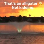 Ileana D’Cruz Instagram – I saw this dude casually floating around the fountain 😳🐊 #gators #nokidding #theyscareme