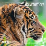 Jackky Bhagnani Instagram - In the past few years and during my research for #Carbon, I've learned that conservation, global warming and climate change are all interlinked. None of these issues can be worked on in isolation from each other. This #InternationalTigerDay let's pledge to save the tigers who are the heart of the Jungle's ecosystem. #SaveTheTiger #Wildlife #Tigers