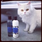 Jacqueline Fernandez Instagram – Miumiu trying to steal my @thebodyshopindia latest #englishdawngardenia cuz it’s smells and feels like 💜💜💜#currentfav